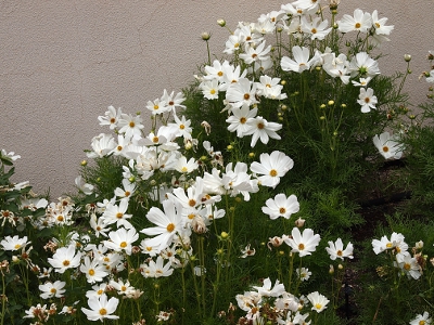 [Very white, thick-petals blooms each surrounding a small dot of yellow atop very dark thin, green stems.]